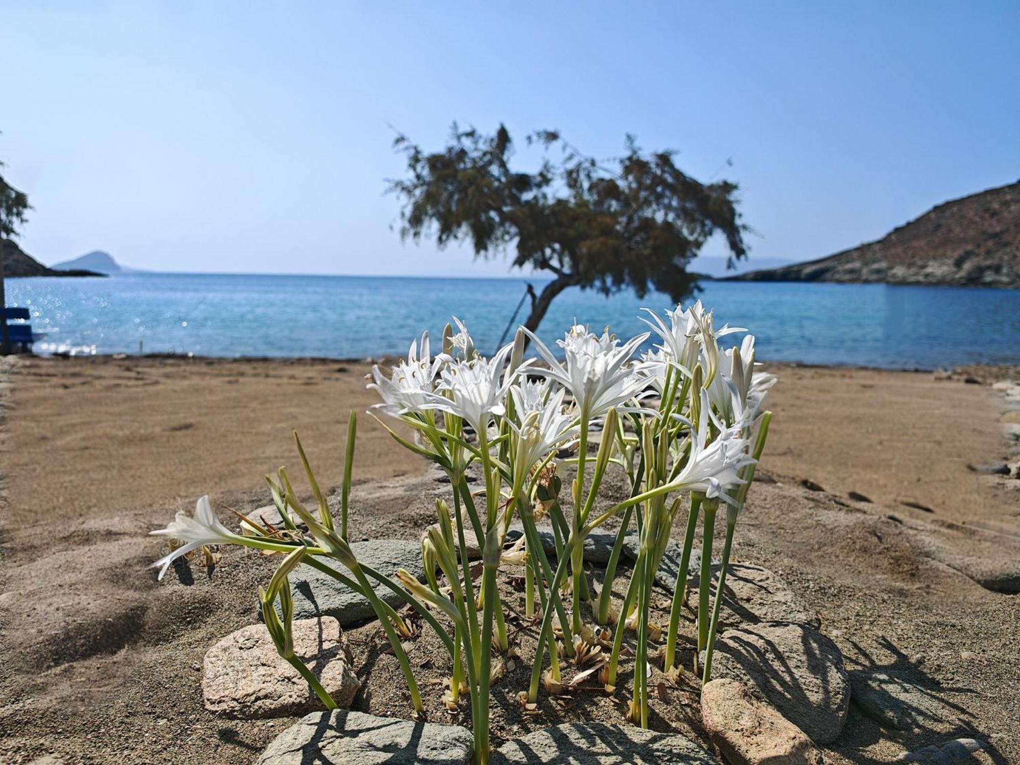 Diana'S Luxury Suites Kýthnos Eksteriør bilde